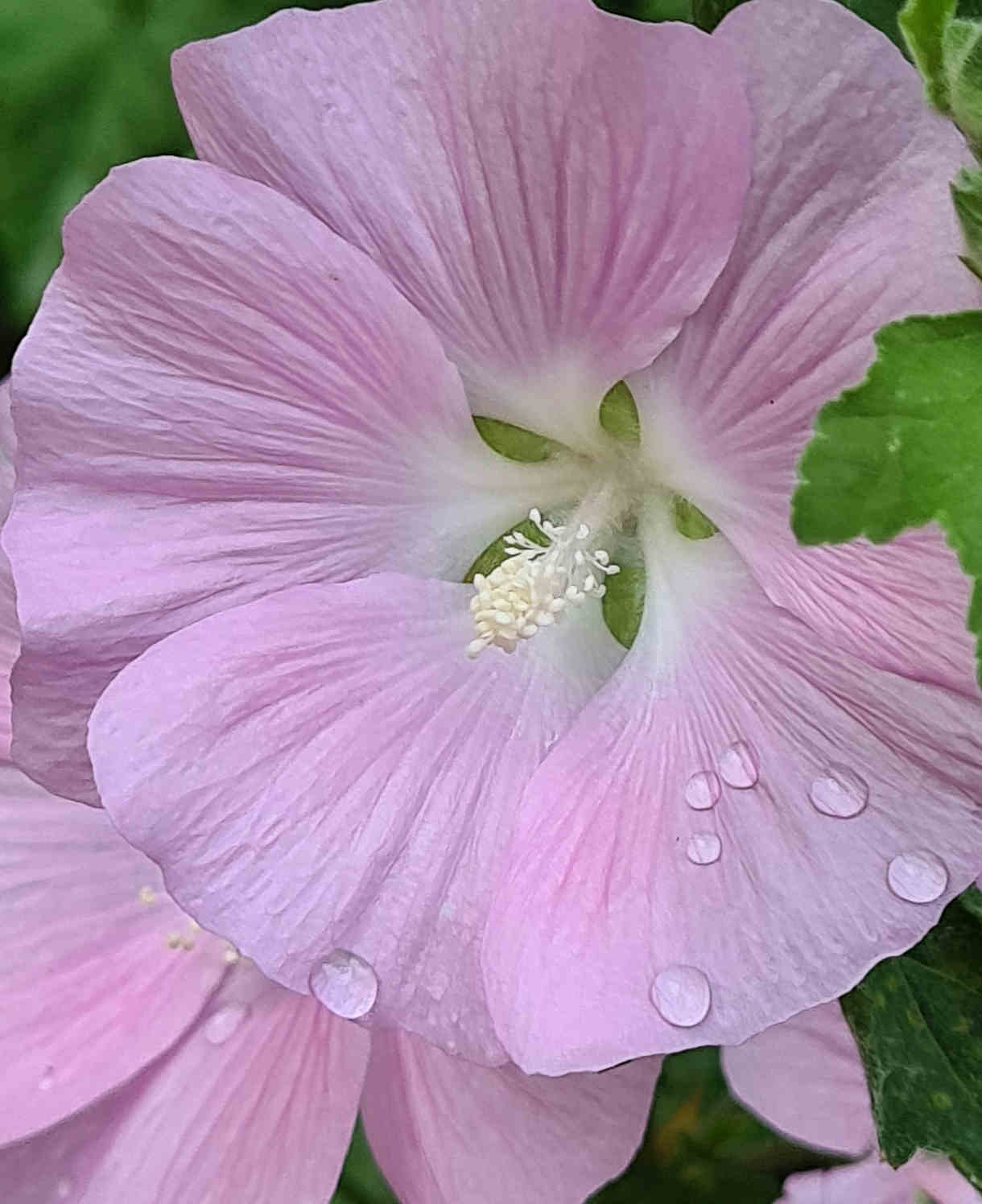 Lavatera Marshmallow Strawberry Cream