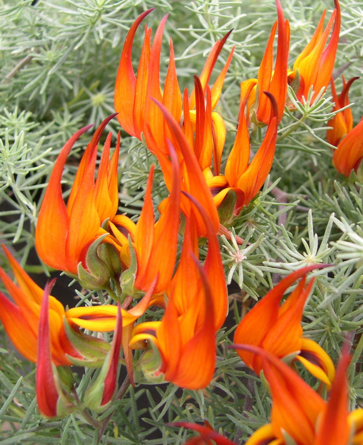 Lotus maculatus x berthelotii Fire Vine