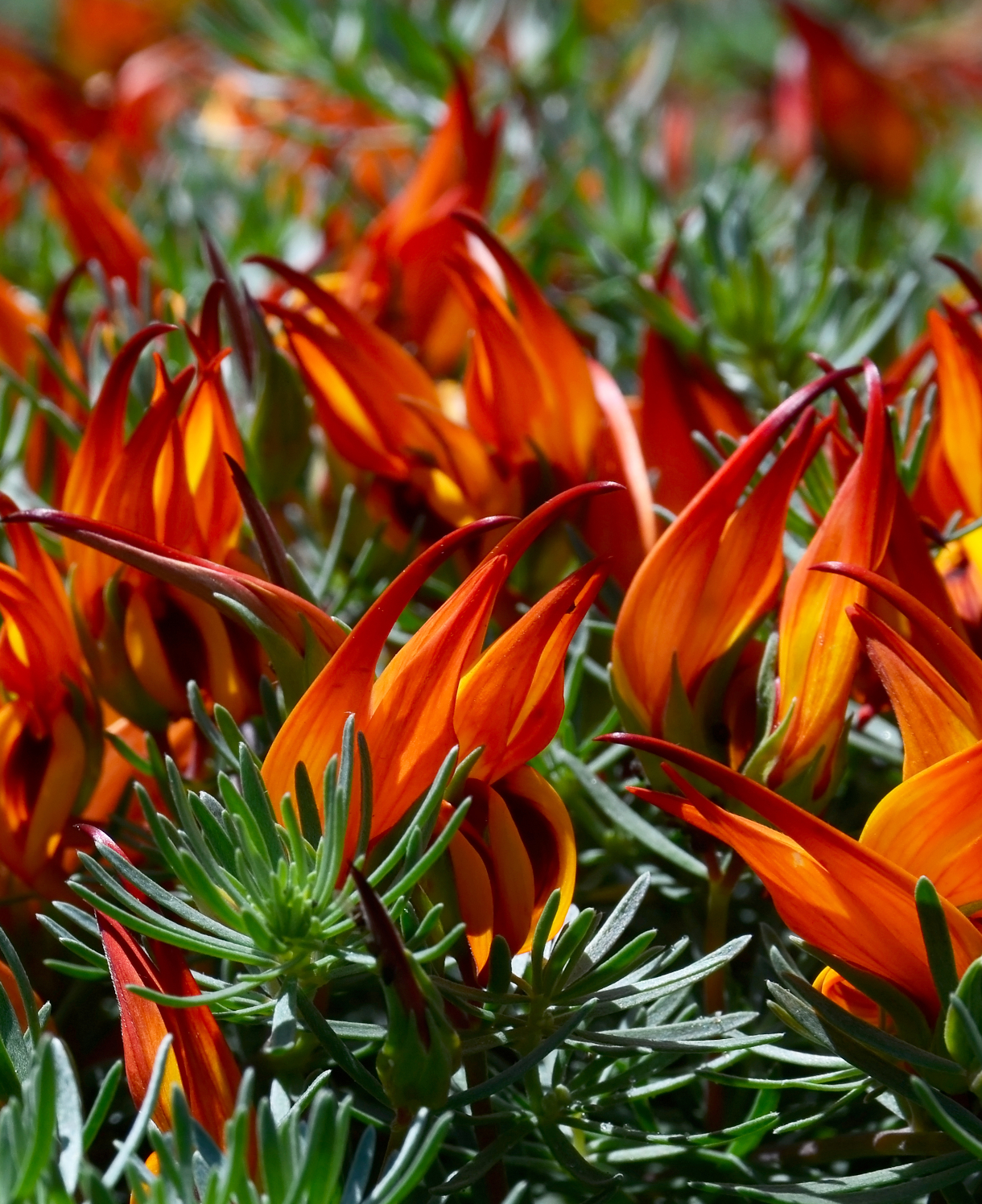 Lotus maculatus x berthelotii Fire Vine