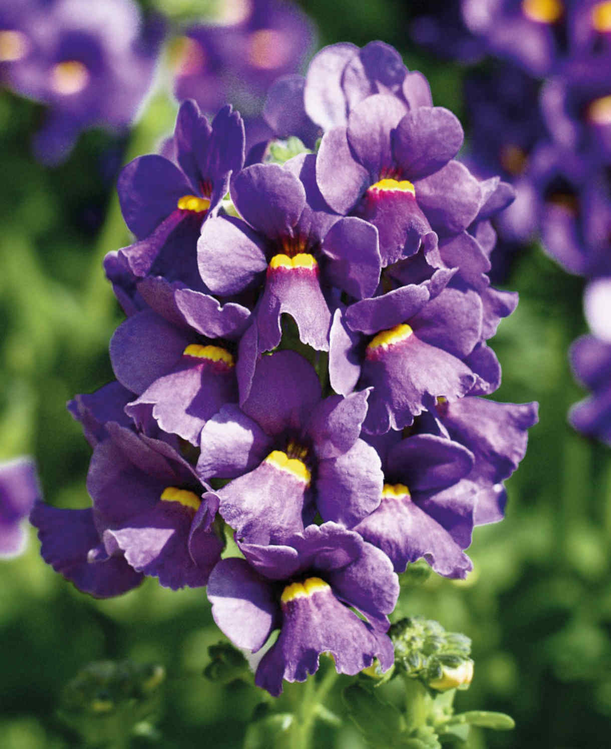 Nemesia Karoo Dark Blue