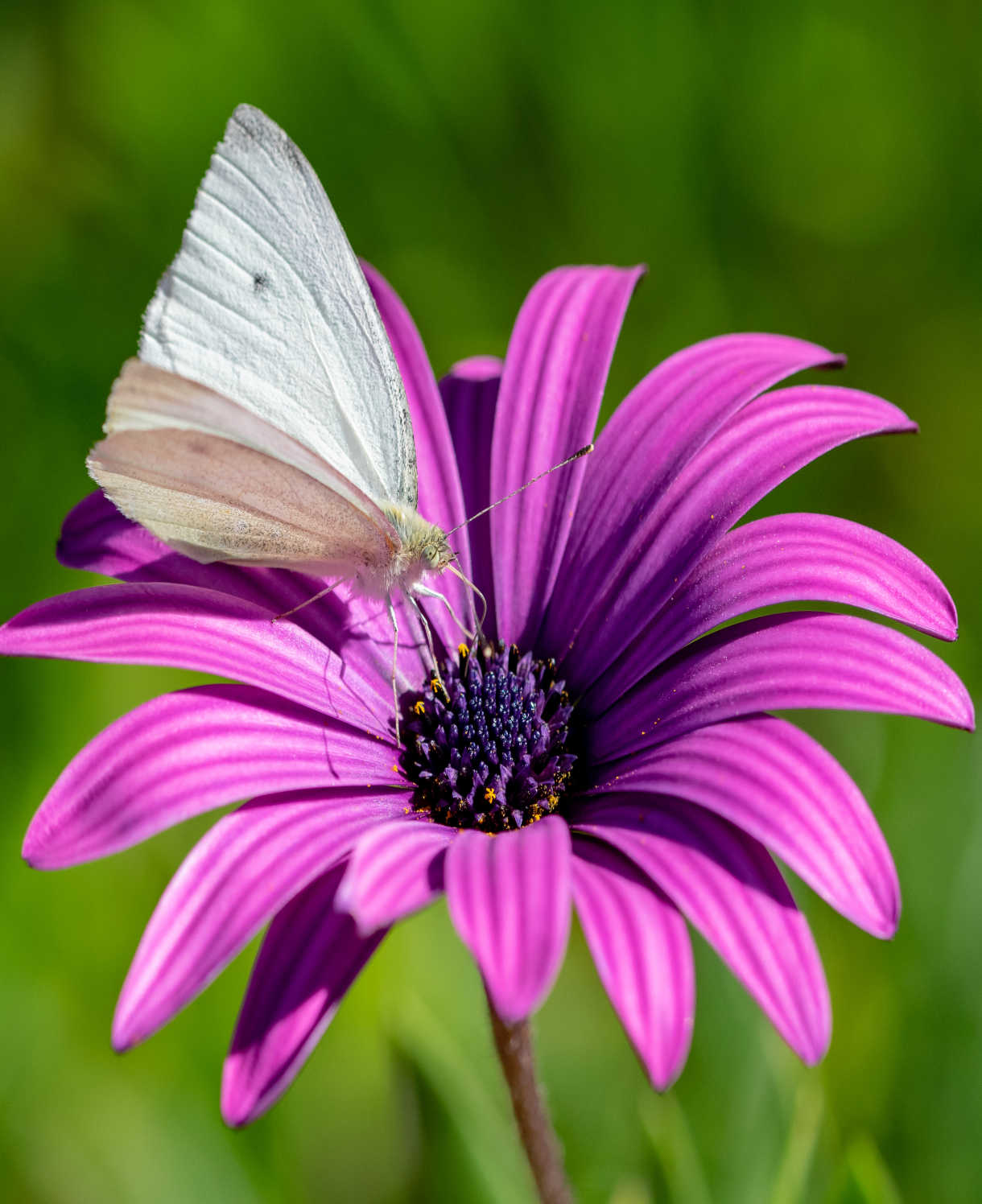 Osteospermum Tresco Purple 