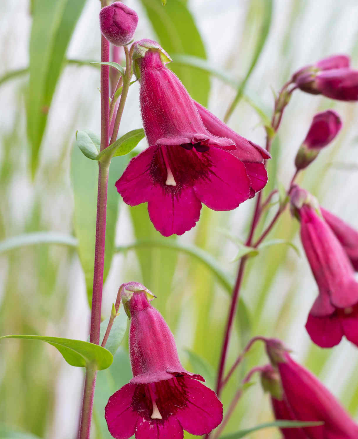 'Rich Ruby’ 