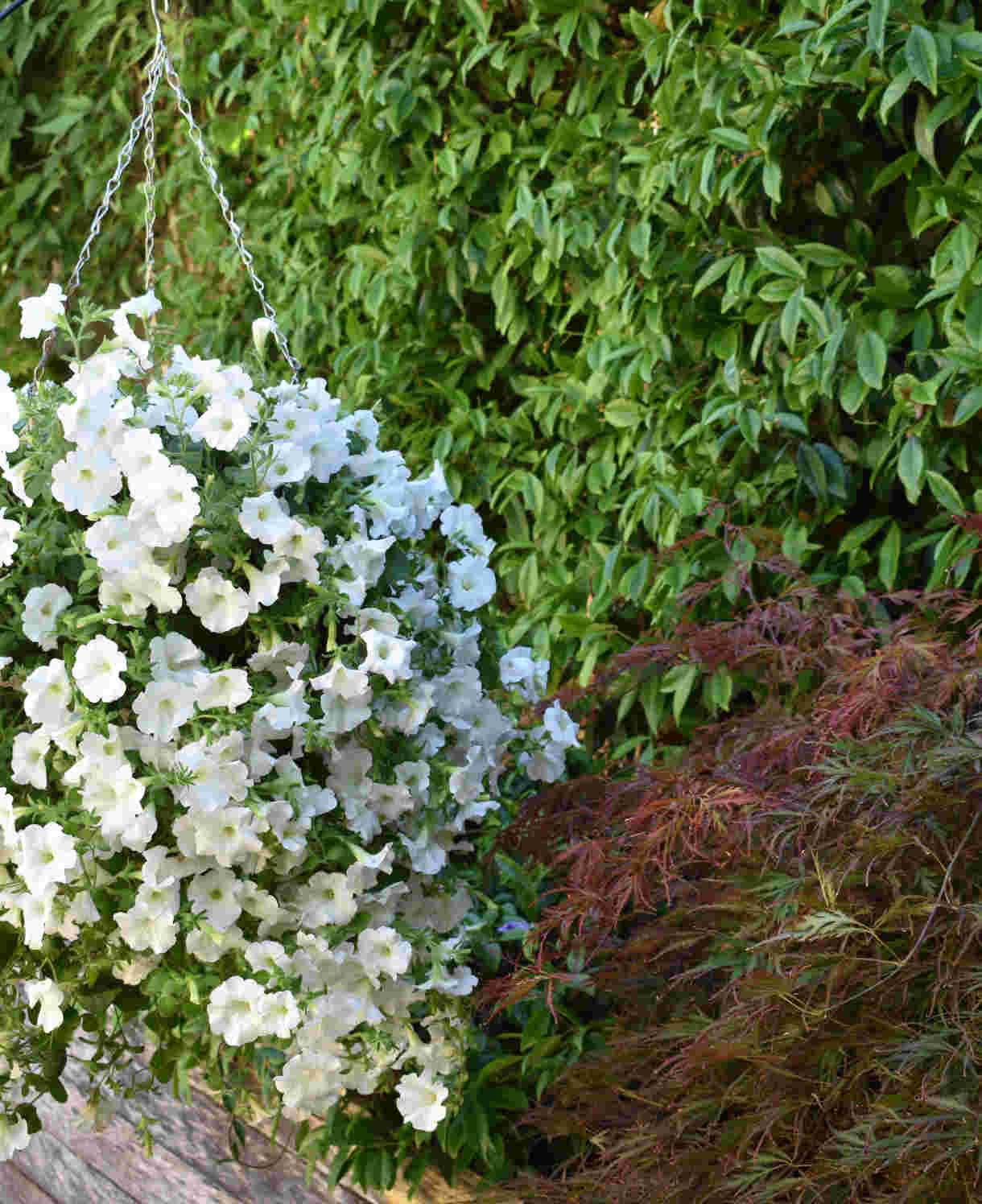 Surfinia Petunia Snow