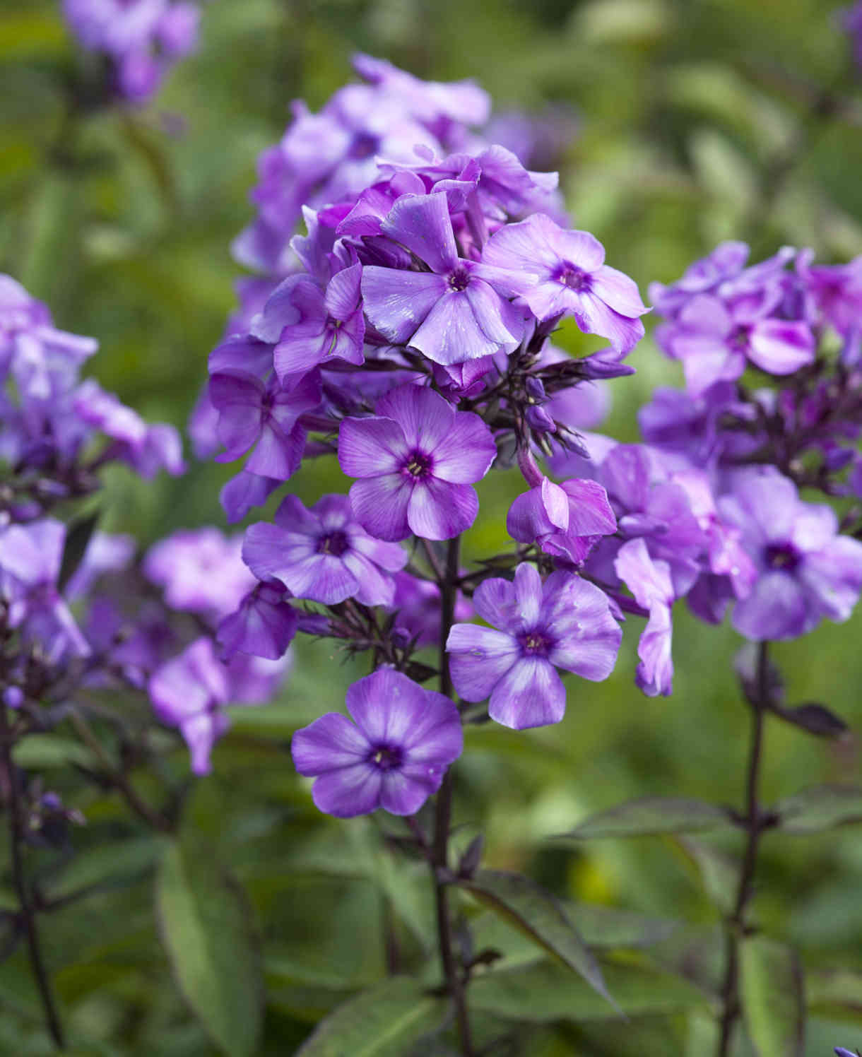 Lavish Phlox Paniculata Collection 