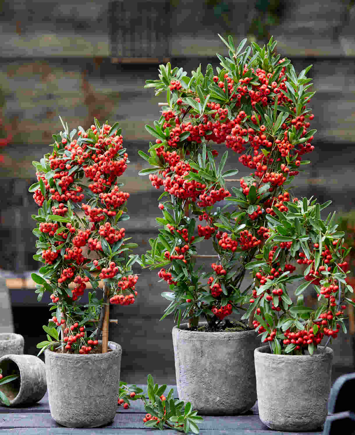 Pyracantha 'Red Star'