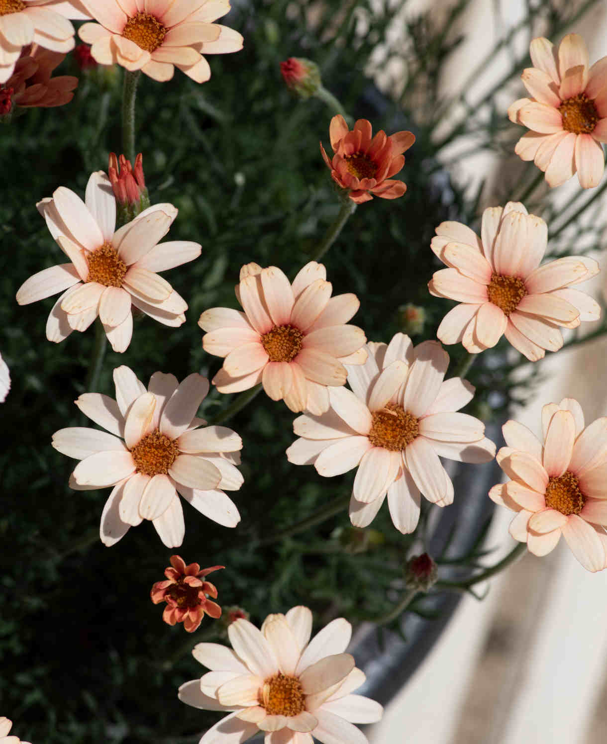Rhodanthemum hosmariense Zagora Orange