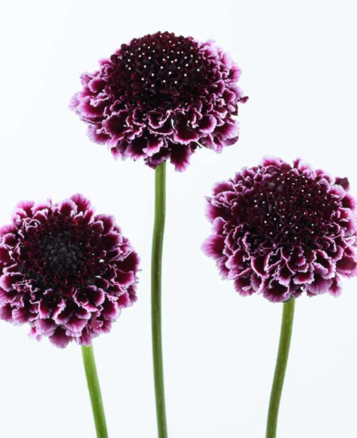 Scabious Focal Scoop Dark Purple 