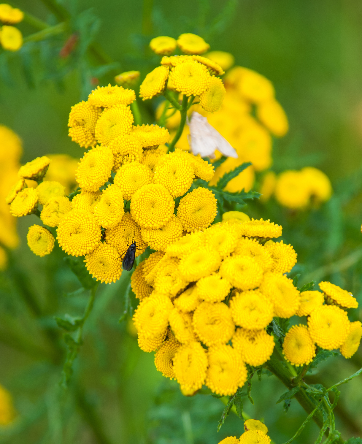 Tanacetum vulgare