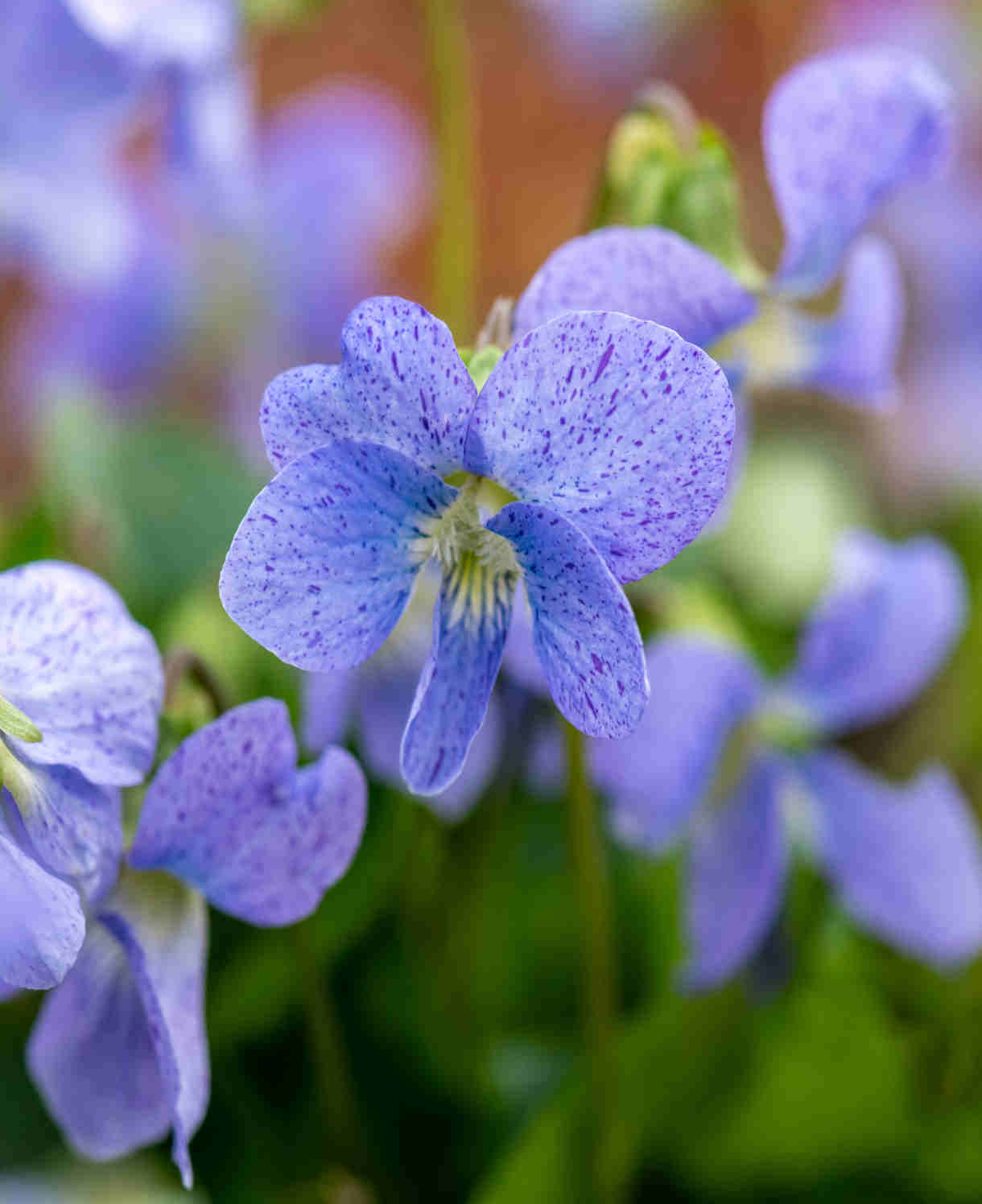 Viola sororia Dark Freckles