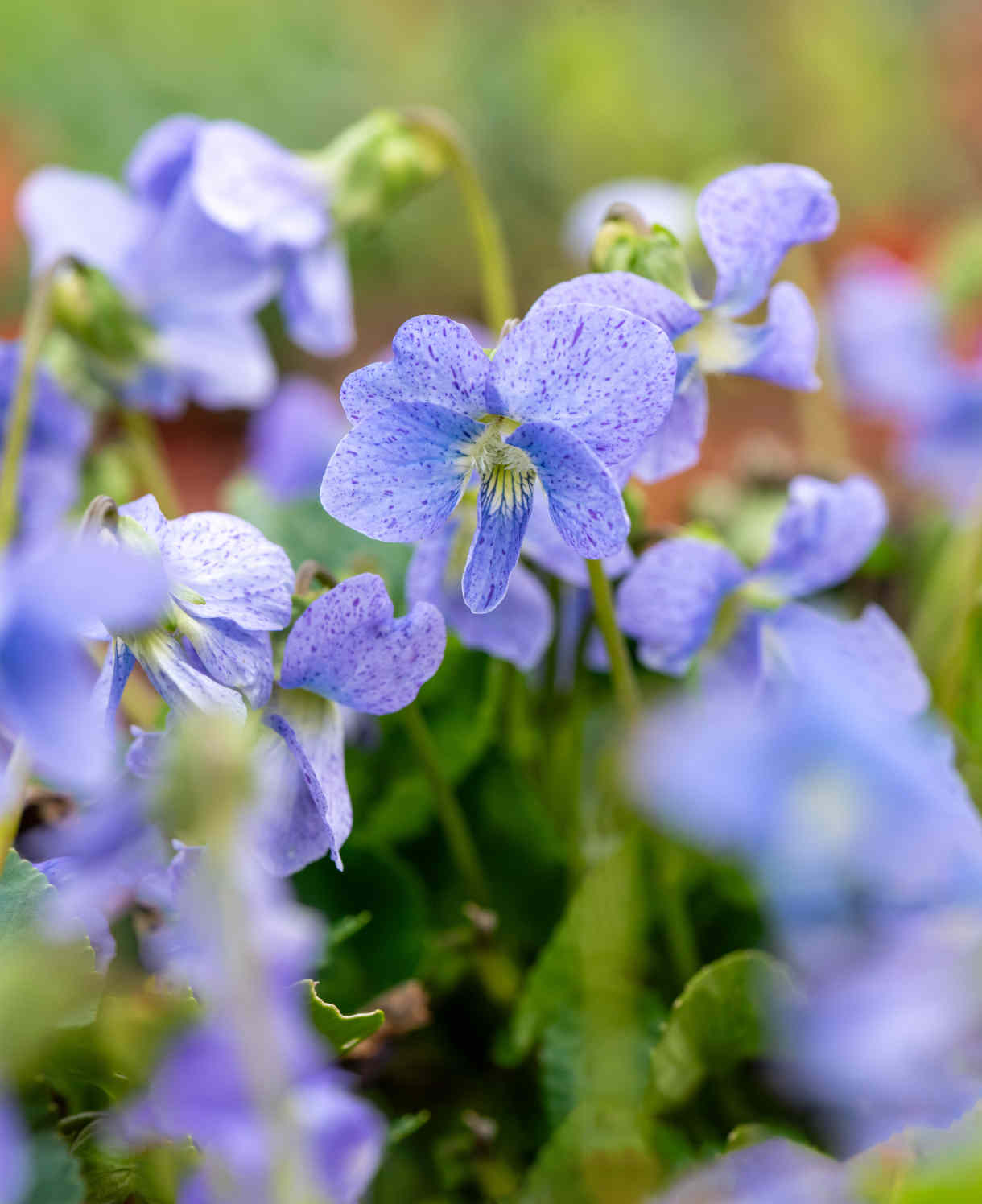 Viola sororia Dark Freckles