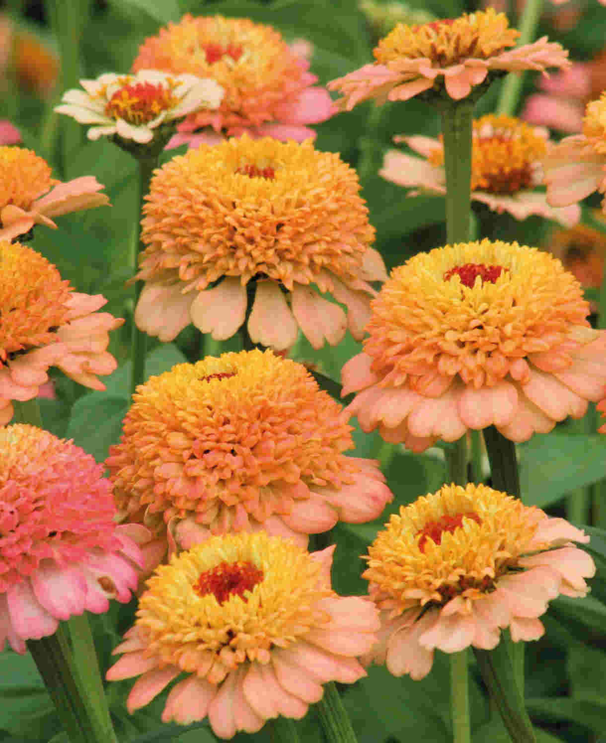 Zinnia elegans Zinderella Peach
