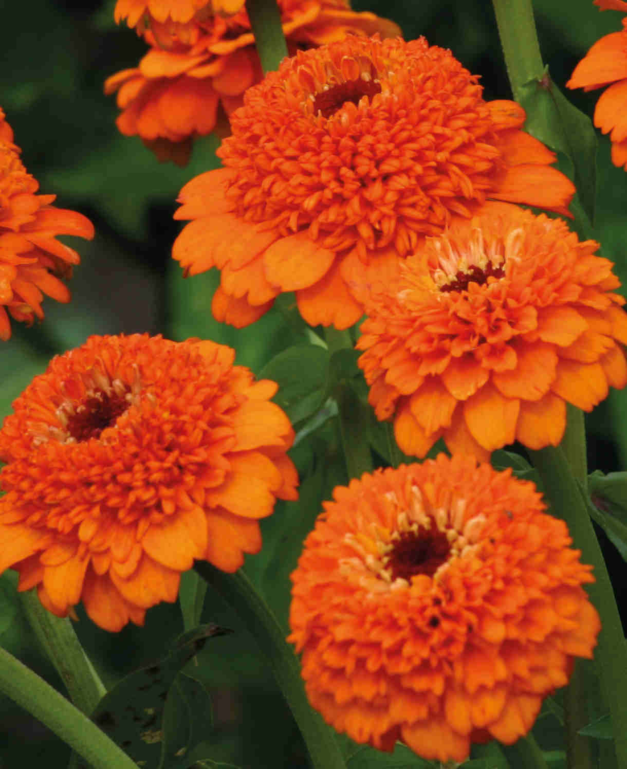 Zinnia elegans Zinderella Orange